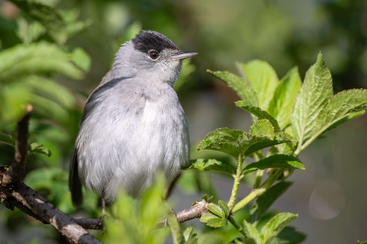 Eurasian Blackcap