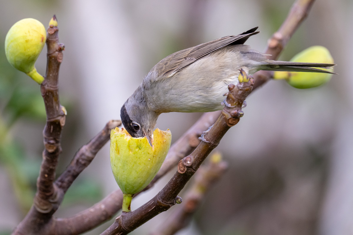 Eurasian Blackcap