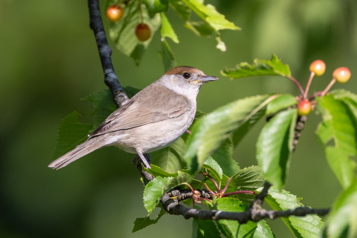 Eurasian Blackcap