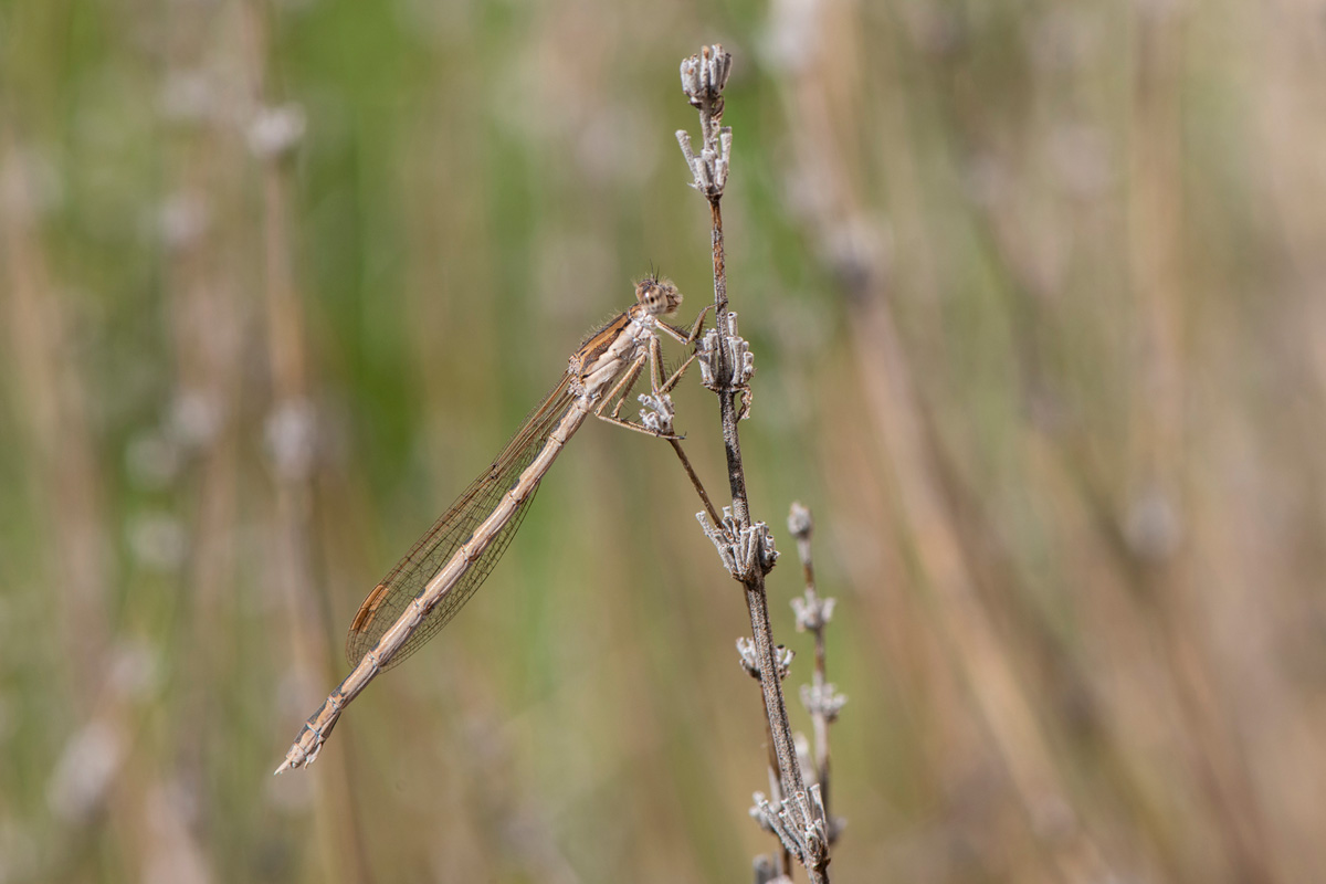 Common Winter Damselfly