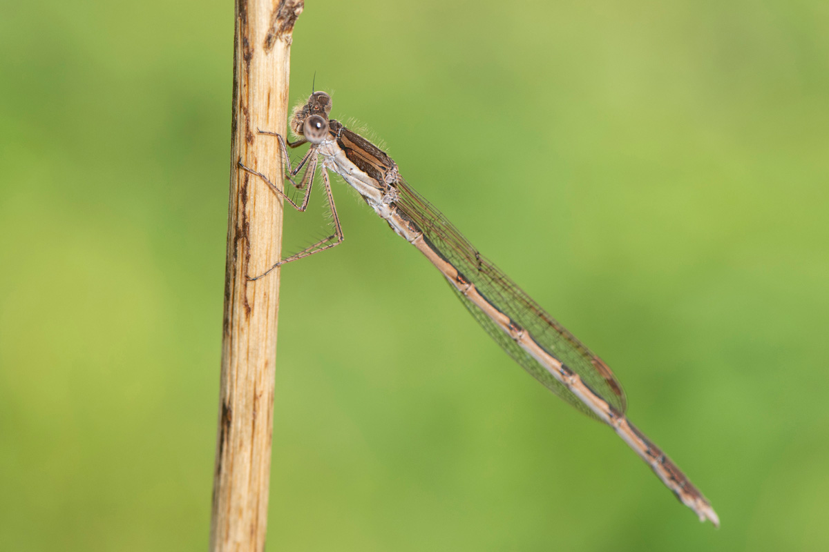 Common Winter Damselfly