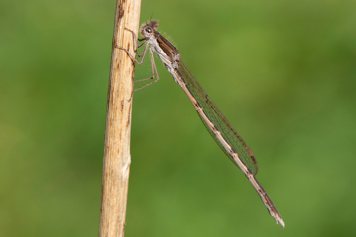 Common Winter Damselfly