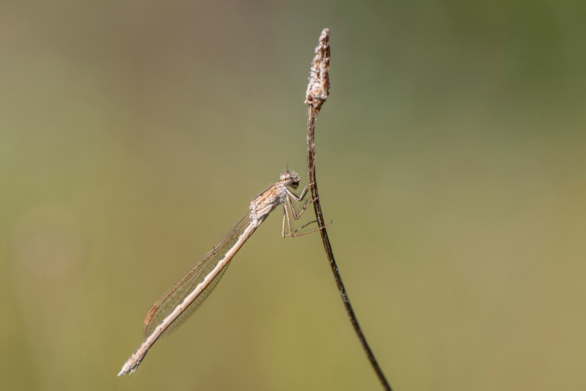 Sibirische Winterlibelle