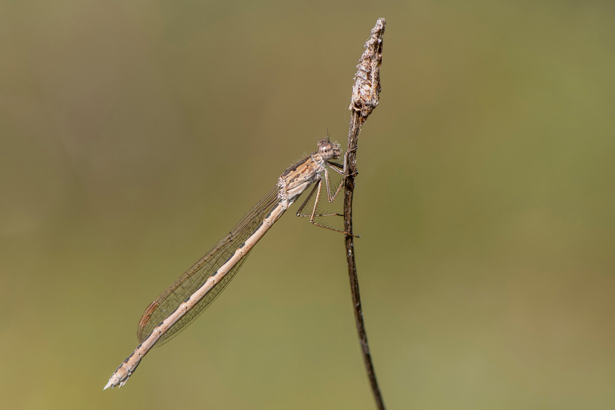 Siberian Winter Damselfly