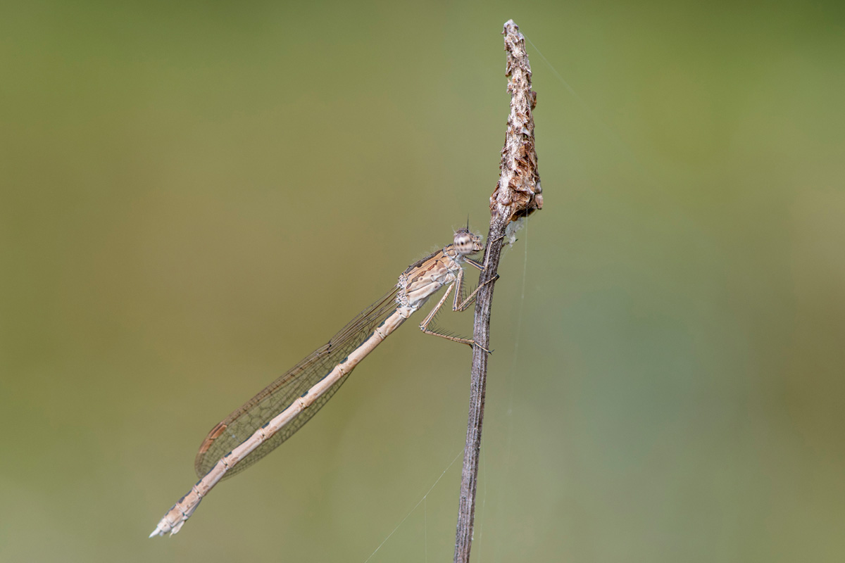 Siberian Winter Damselfly