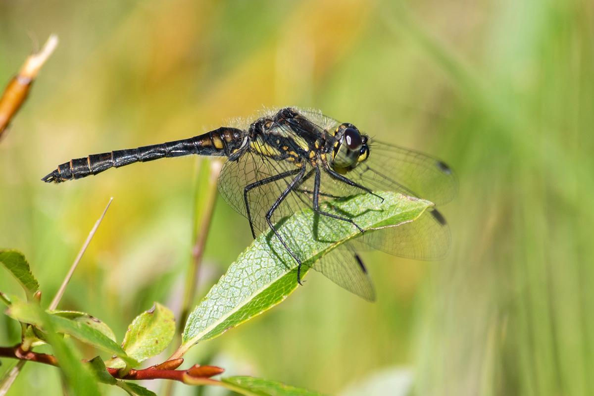 Schwarze Heidelibelle