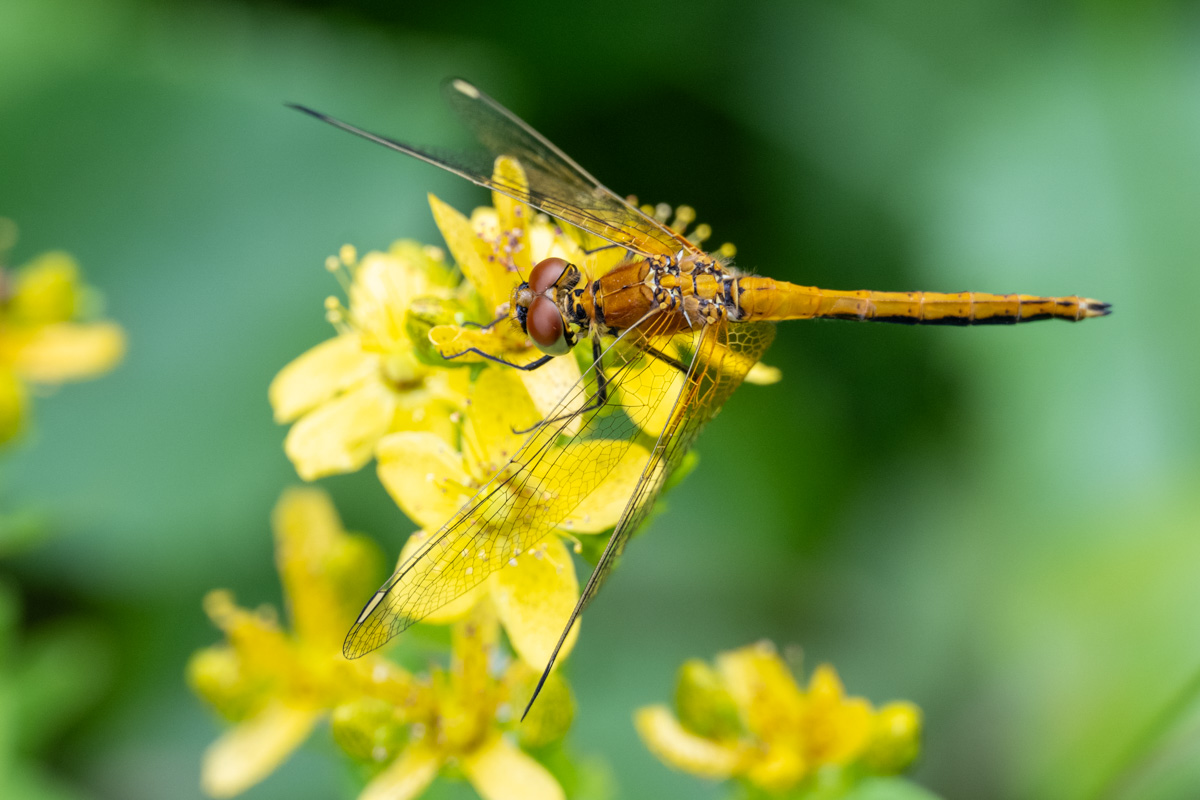 Yellow-winged Darter