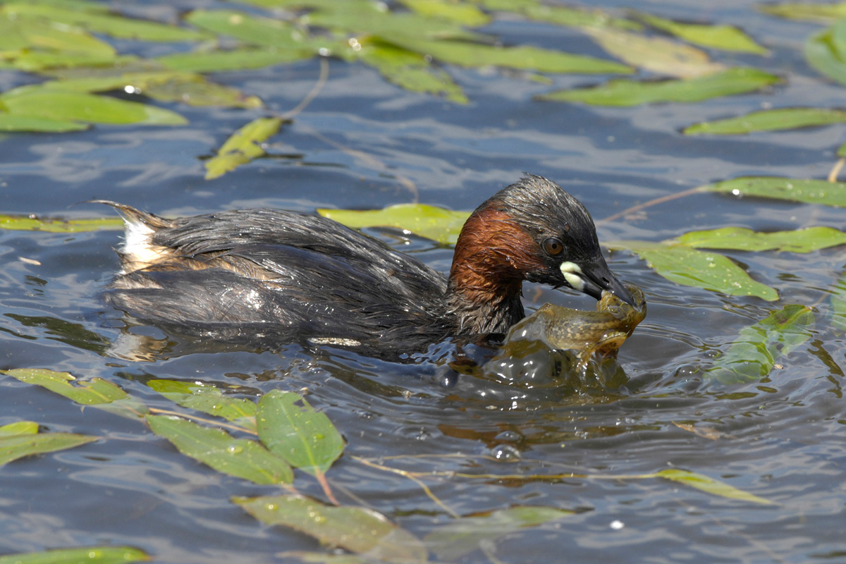 Little Grebe