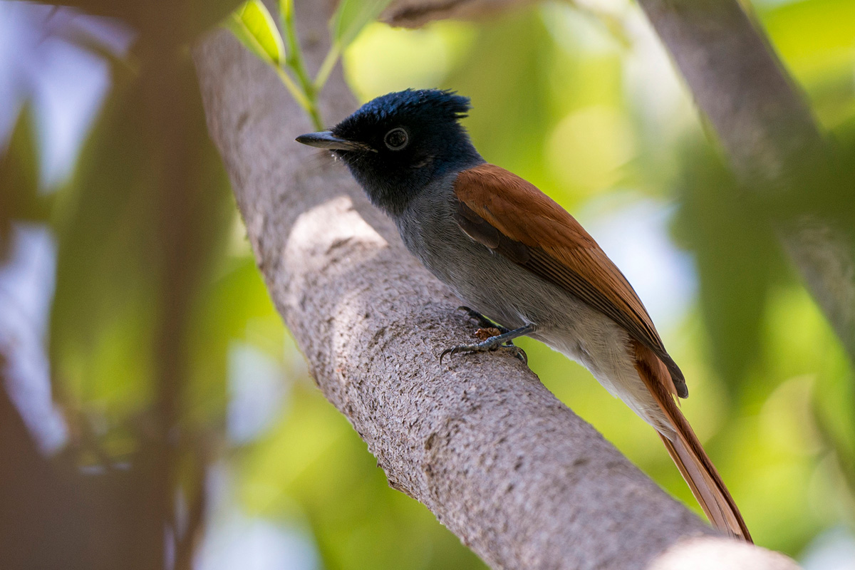 African Paradise Flycatcher