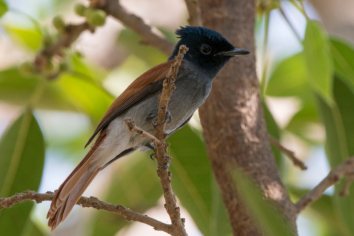African Paradise Flycatcher