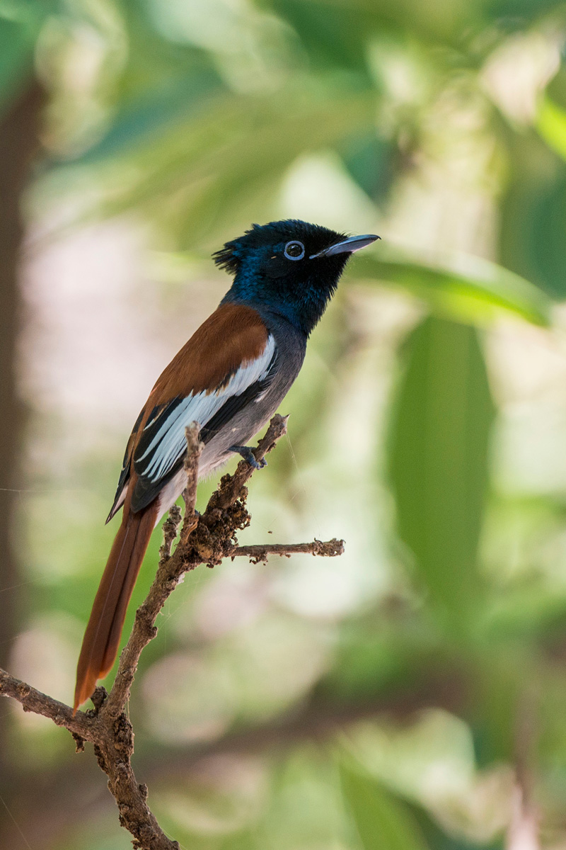 African Paradise Flycatcher
