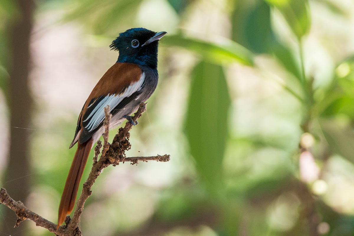 African Paradise Flycatcher