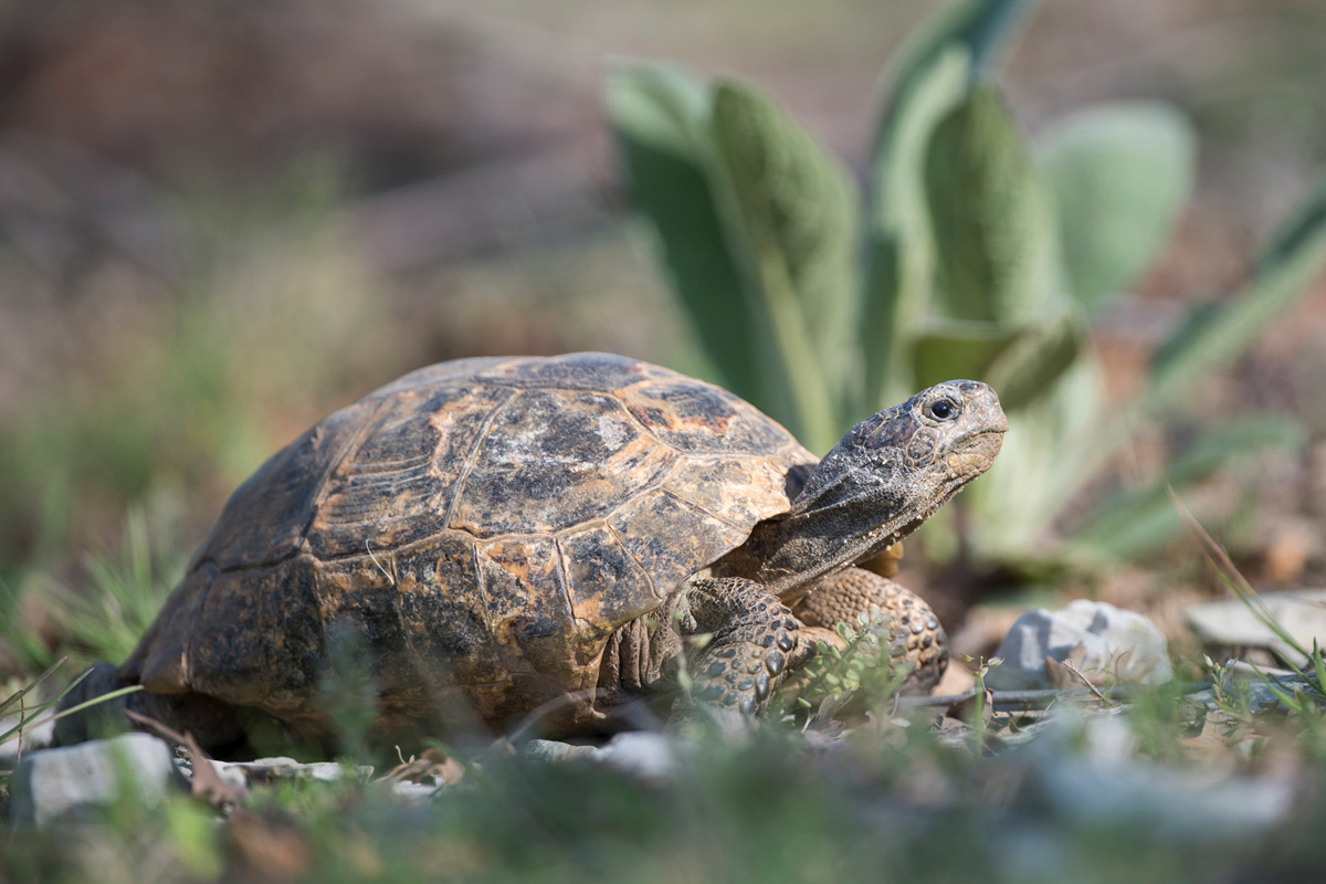 Maurische Landschildkröte