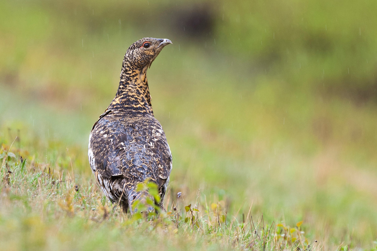 Auerhuhn