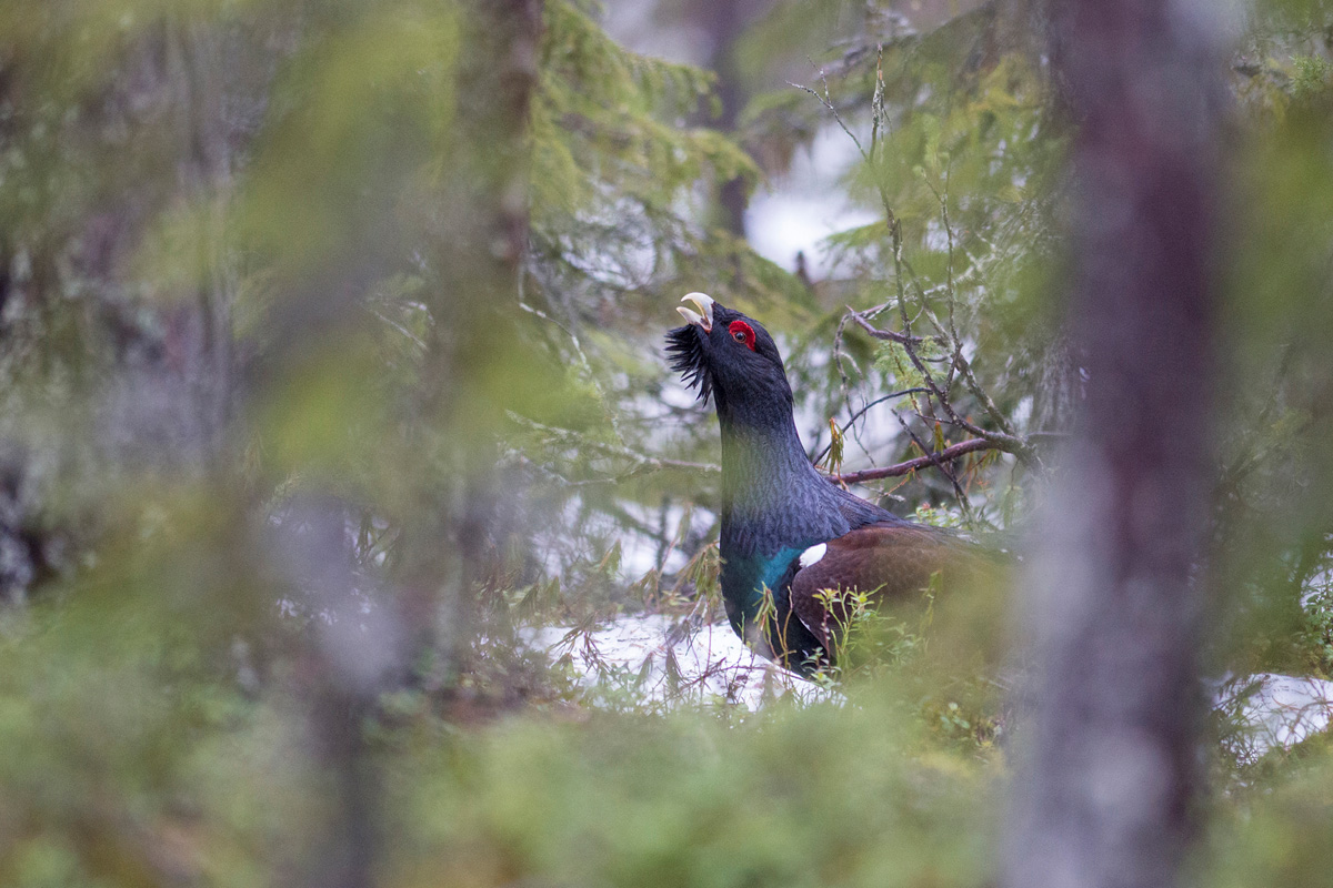 Western Capercaillie