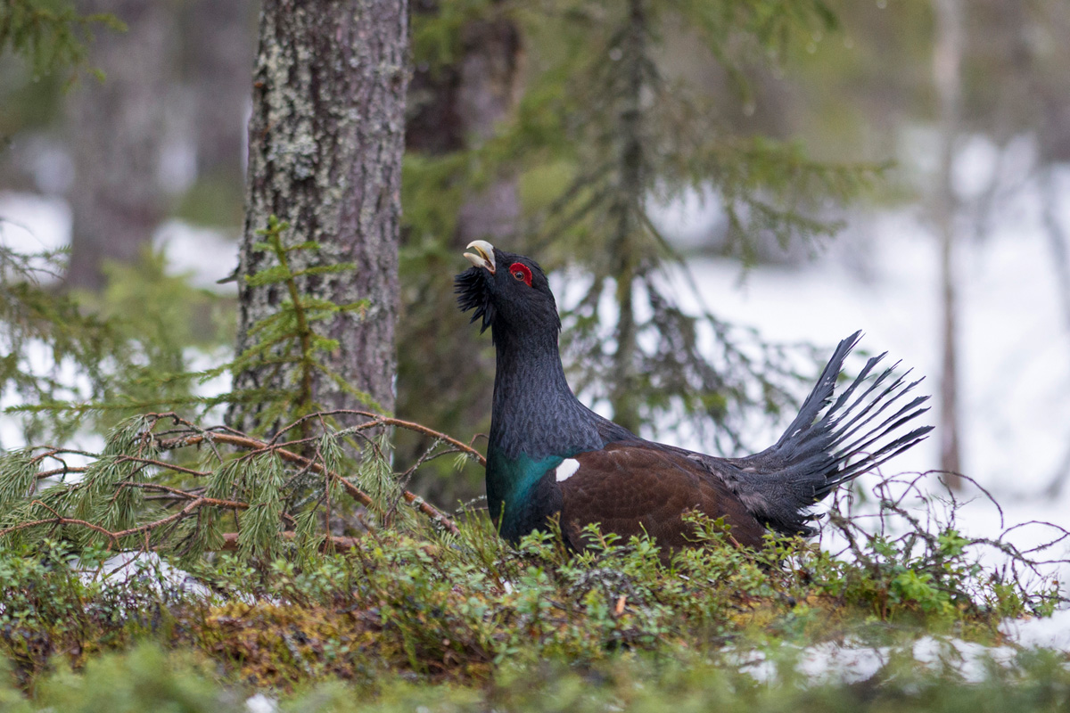 Western Capercaillie