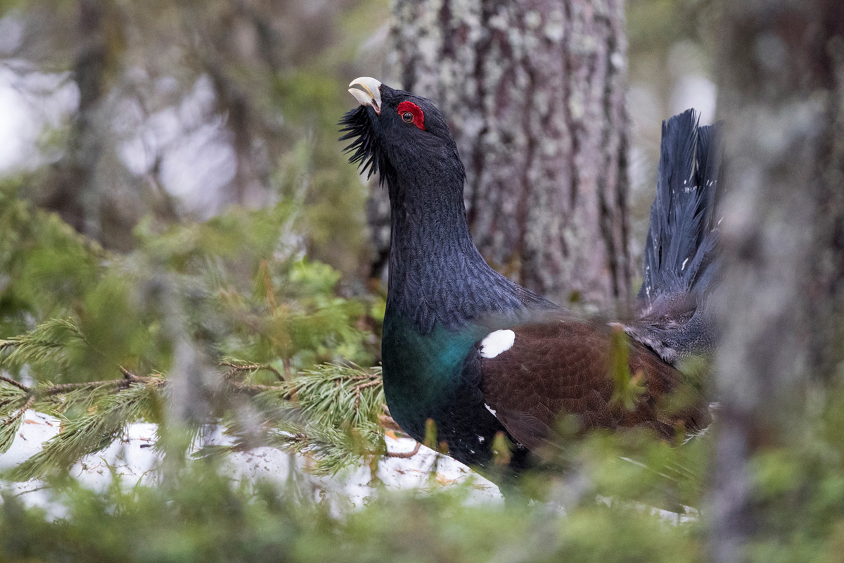 Western Capercaillie