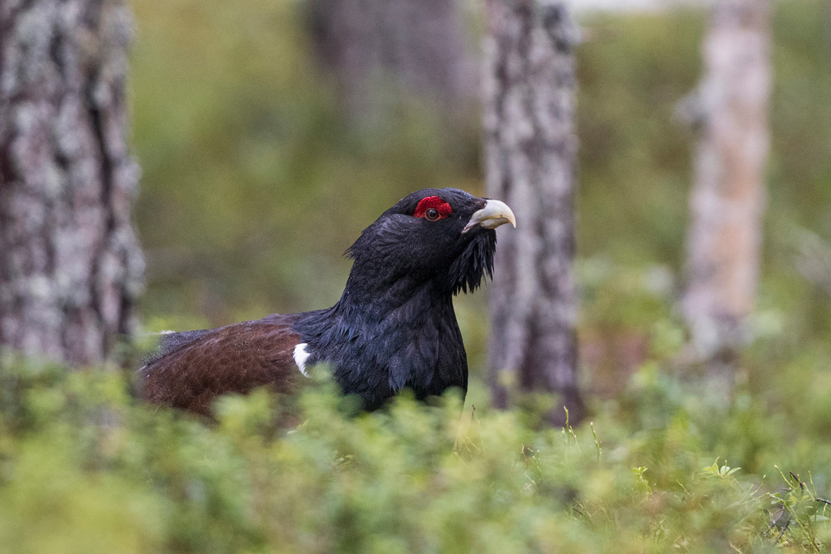 Western Capercaillie