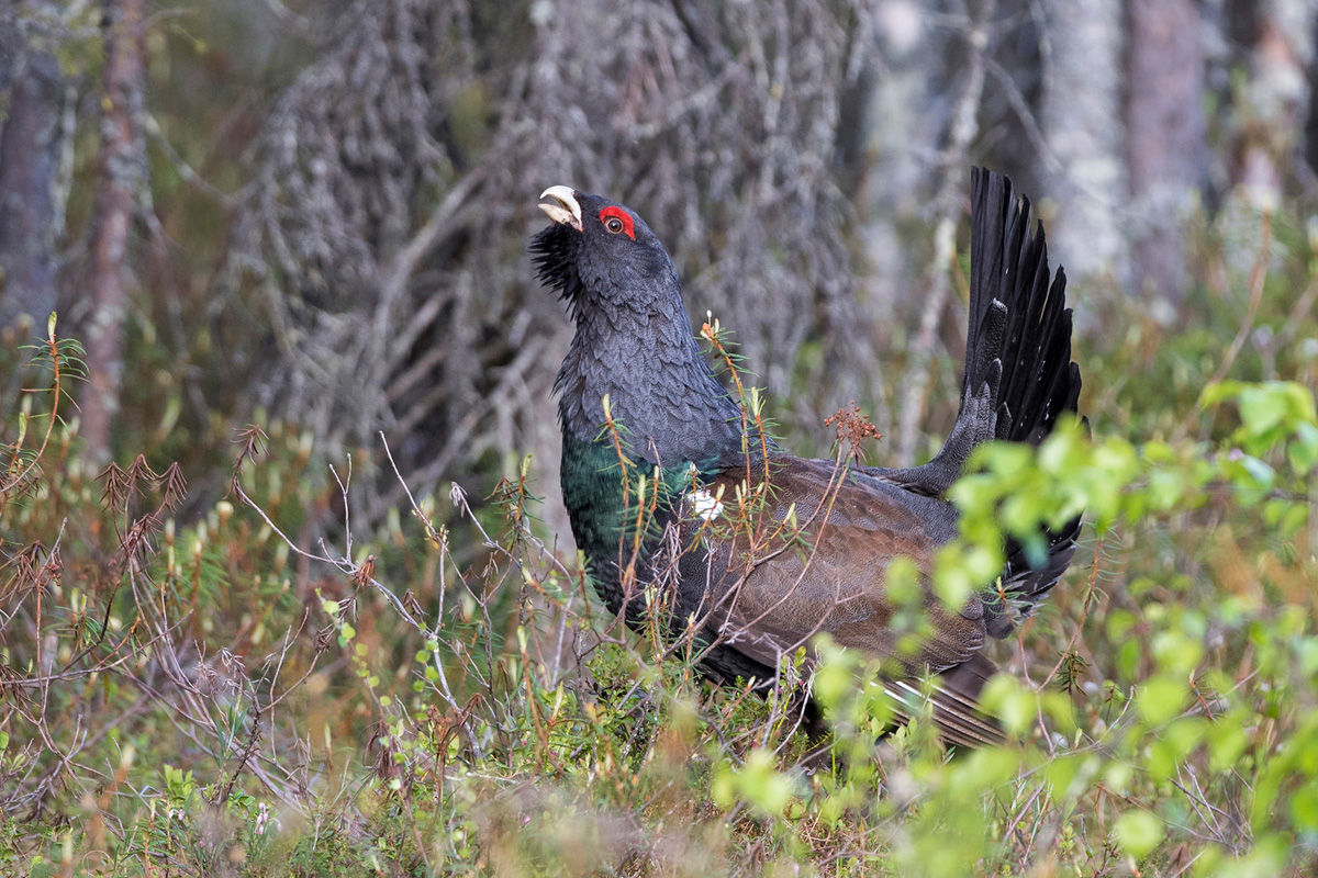Auerhuhn