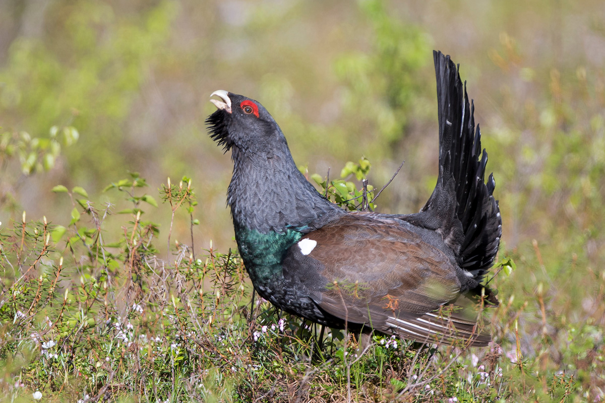 Western Capercaillie
