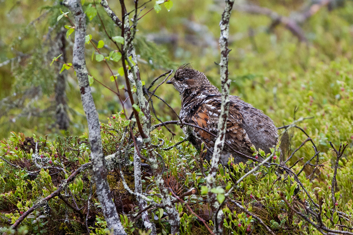 Hazel Grouse