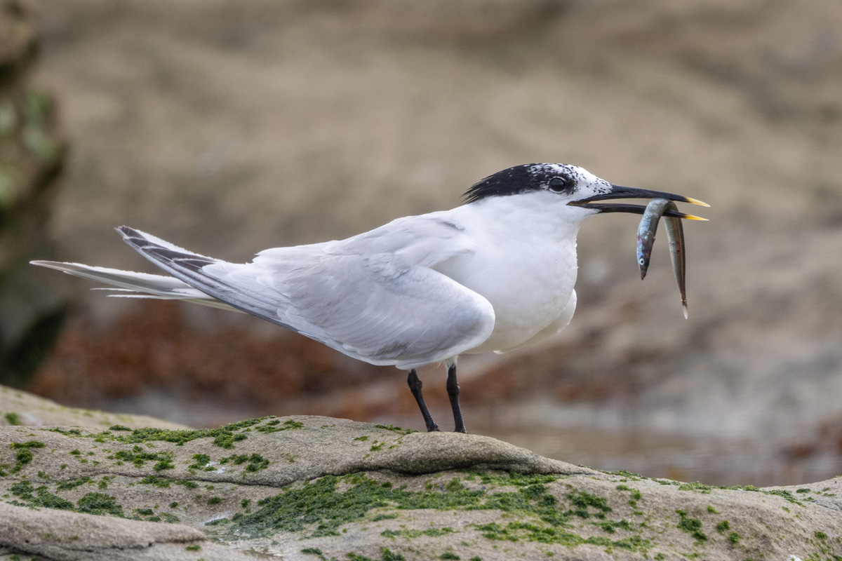 Sandwich Tern