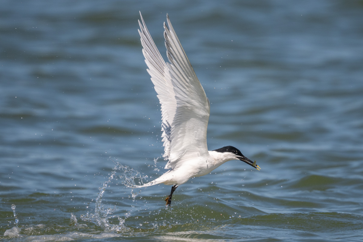 Sandwich Tern