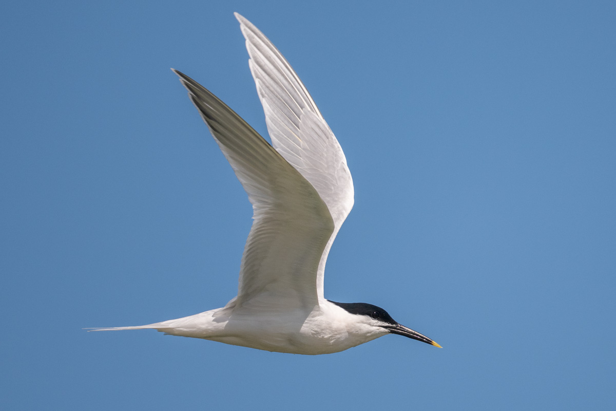 Sandwich Tern