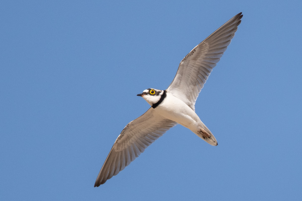 Little Ringed Plover