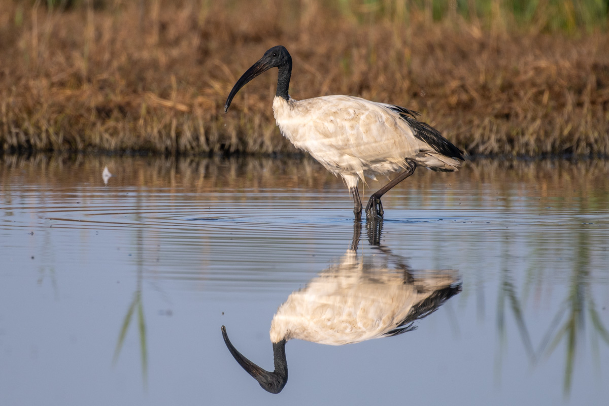 African Sacred Ibis