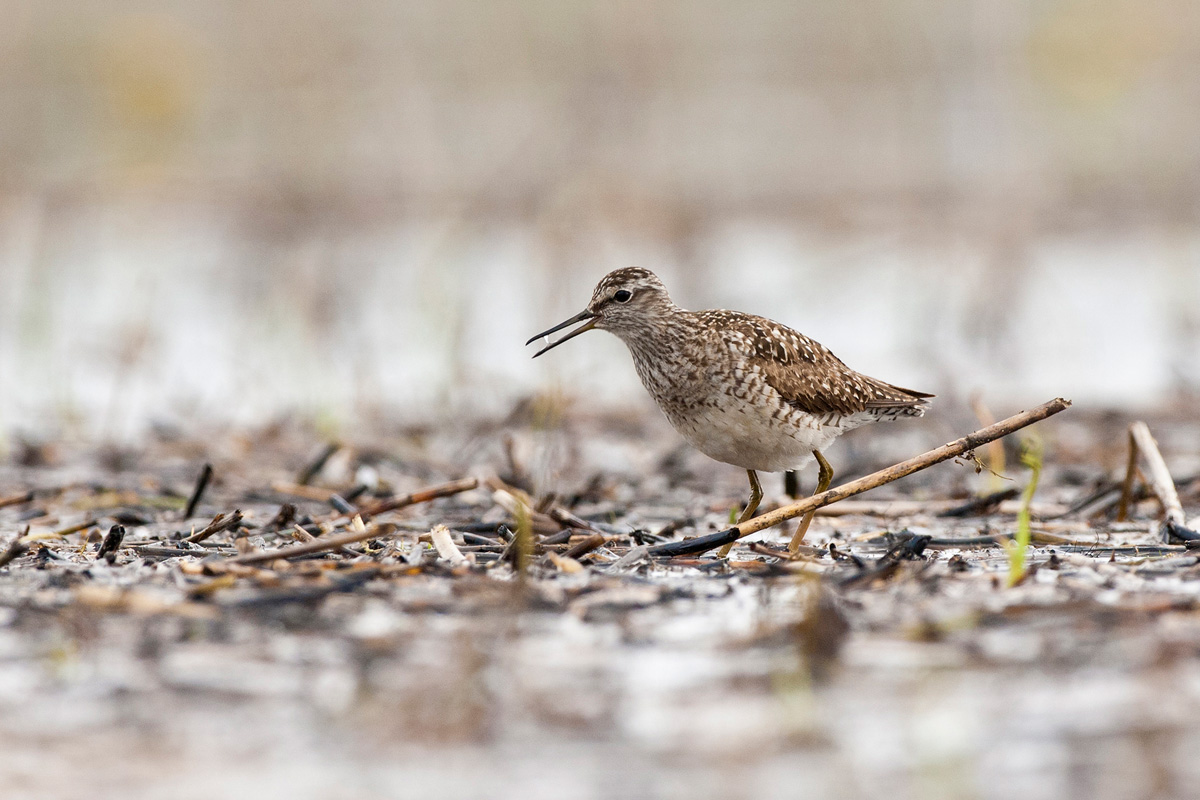 Wood Sandpiper