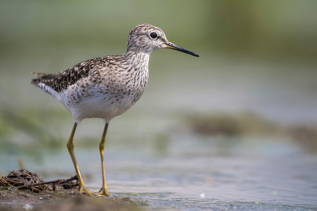 Bruchwasserläufer