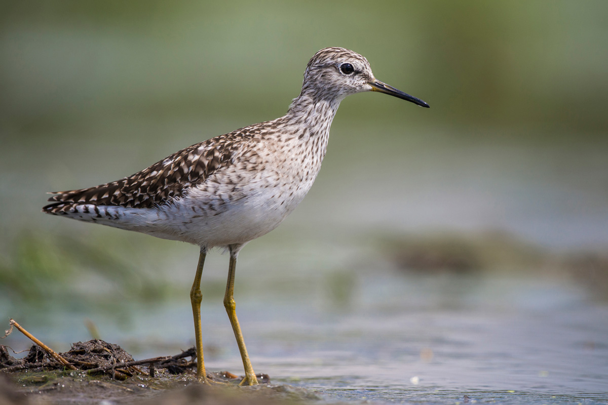 Bruchwasserläufer