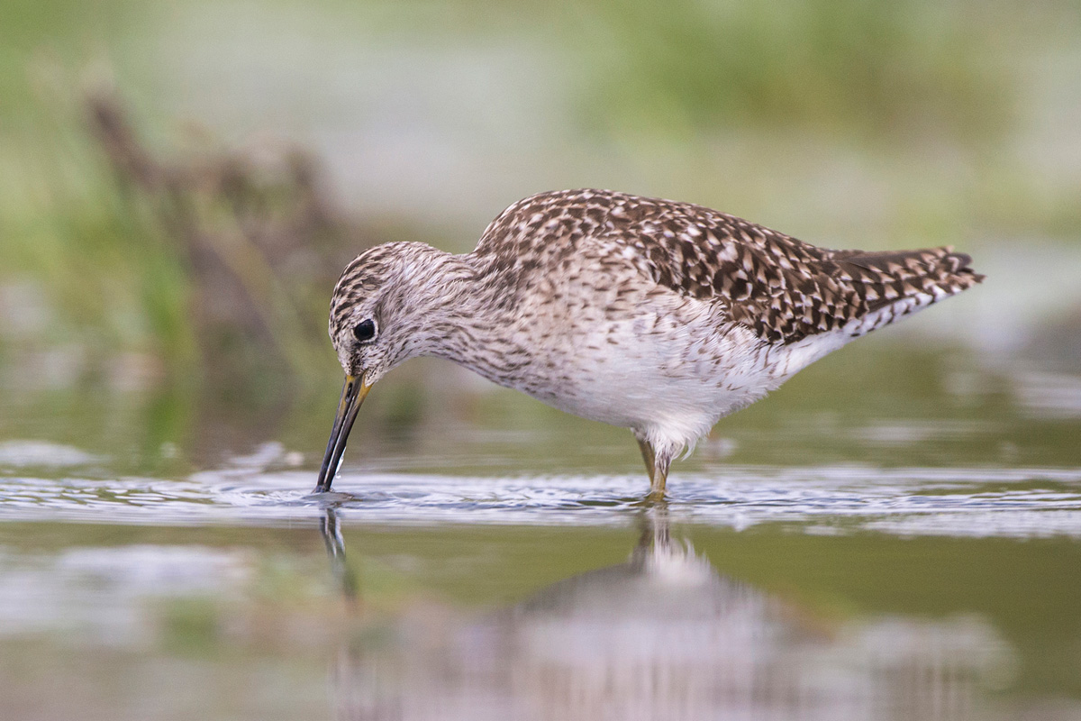Wood Sandpiper
