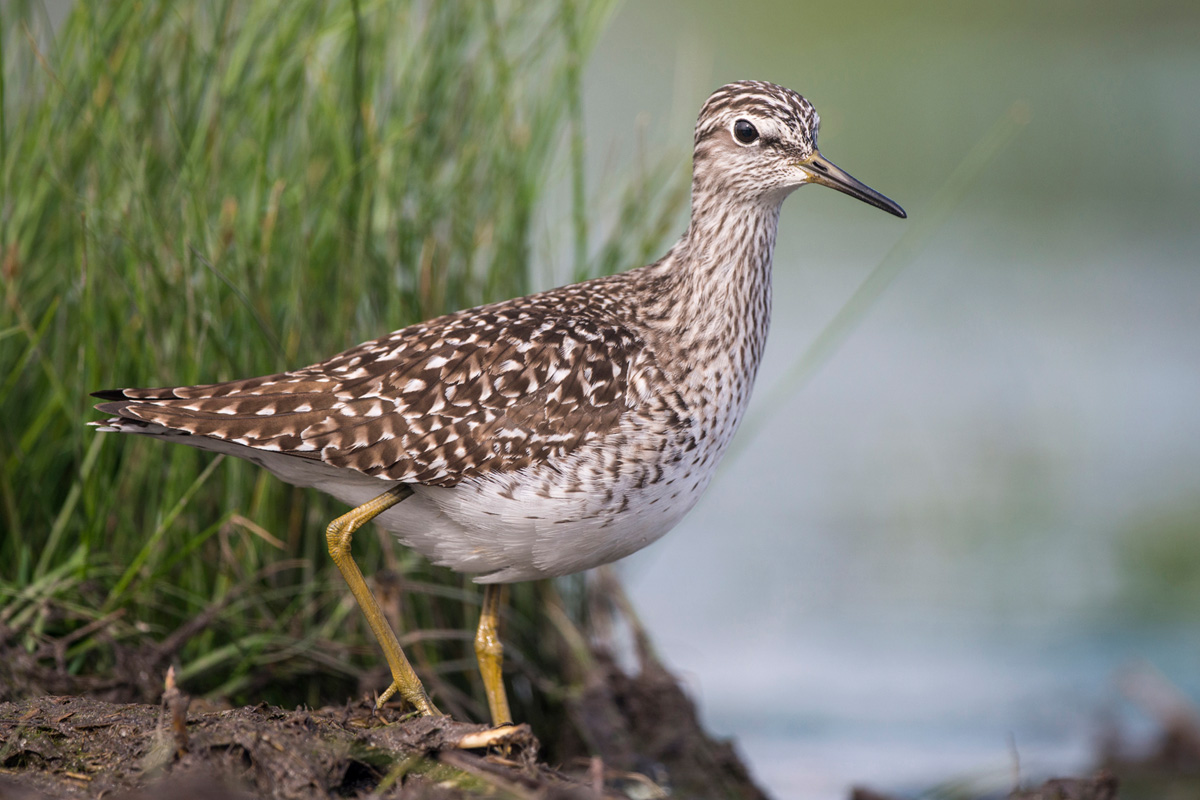 Wood Sandpiper