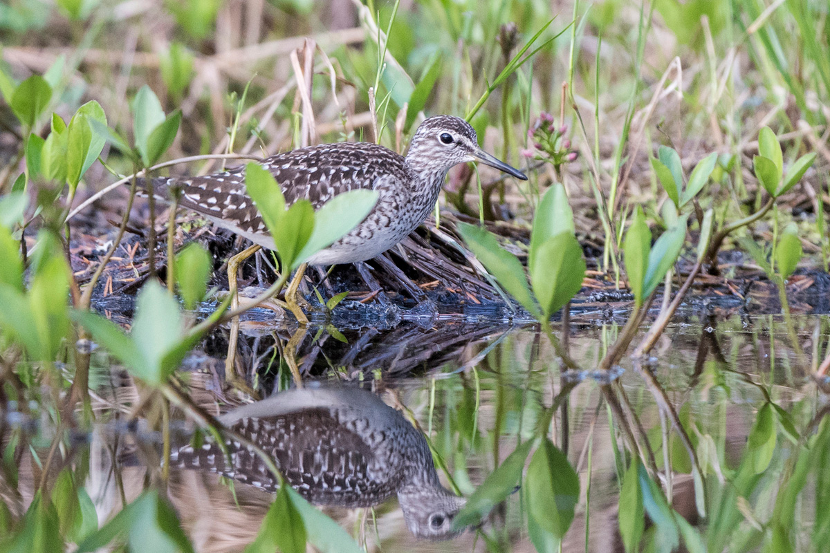 Wood Sandpiper