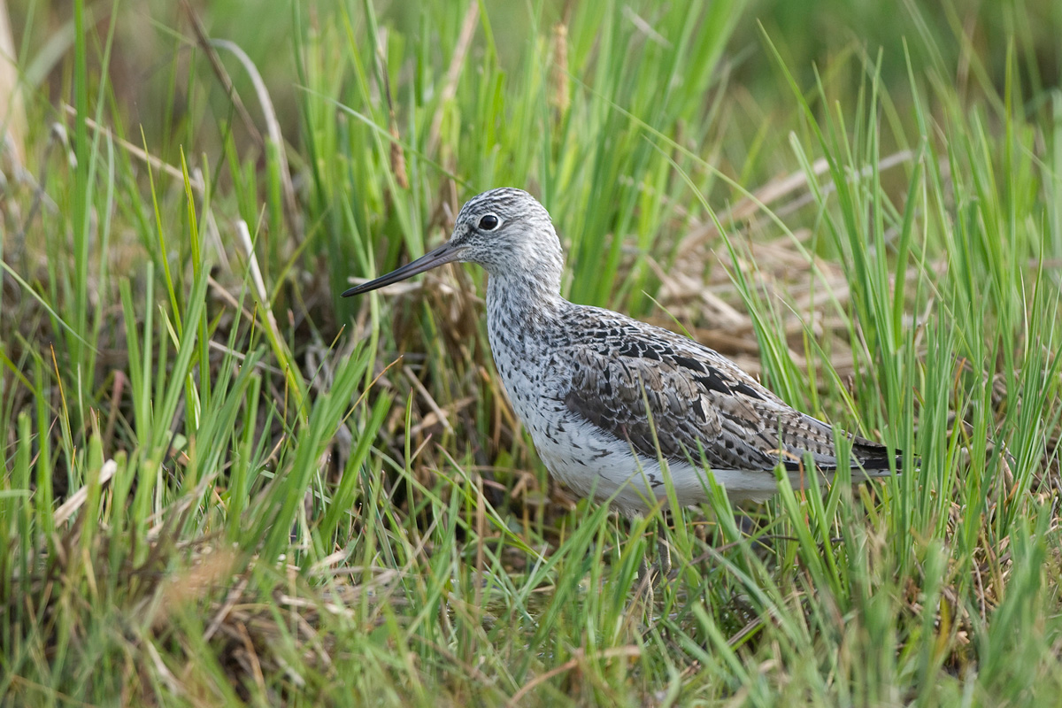 Common Greenshank