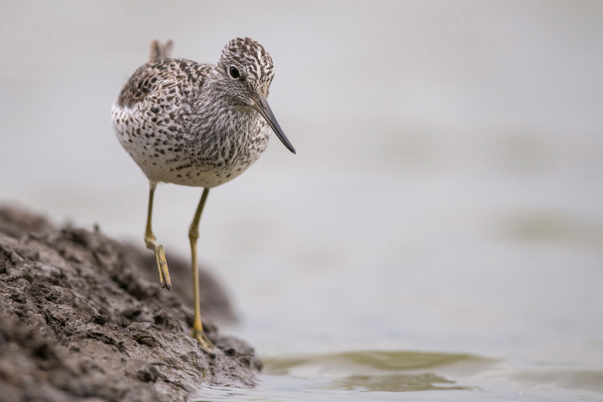 Common Greenshank