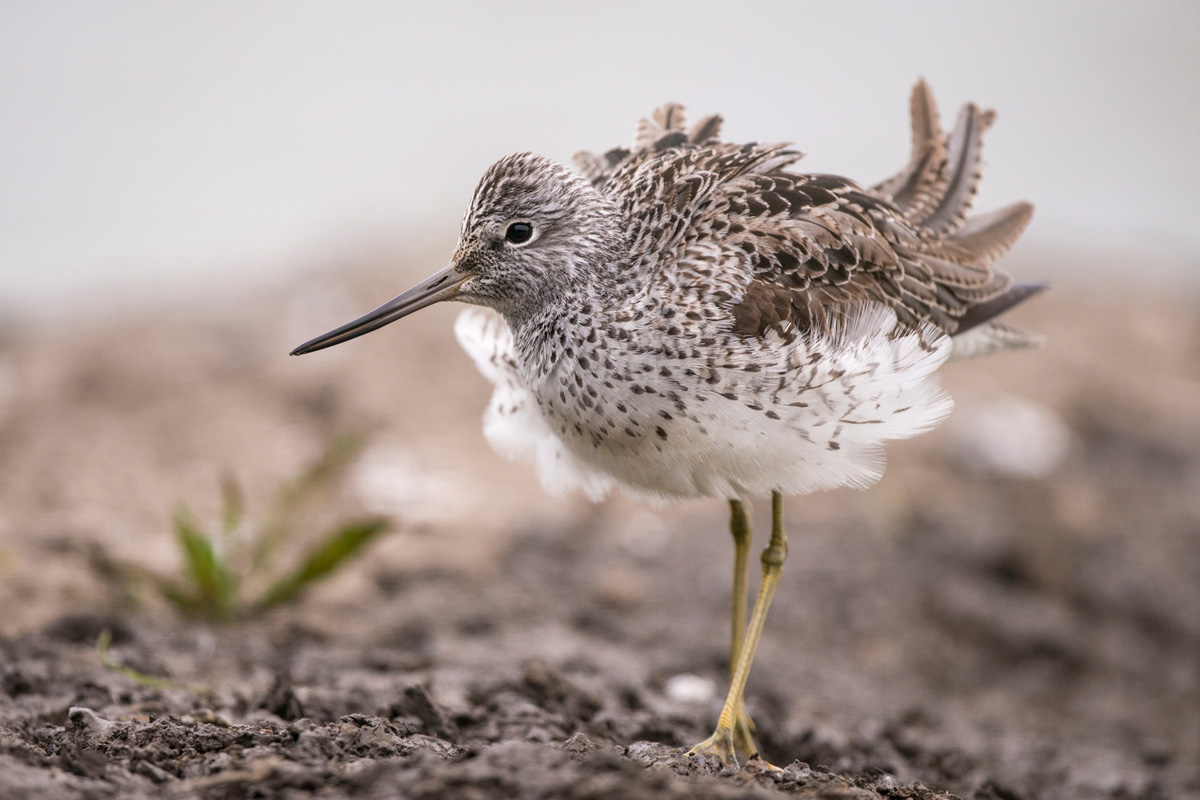 Common Greenshank