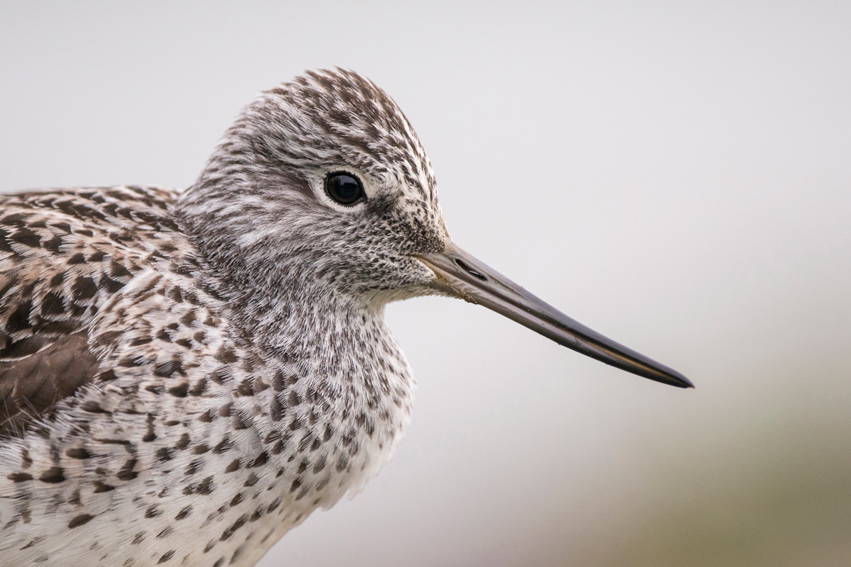 Common Greenshank