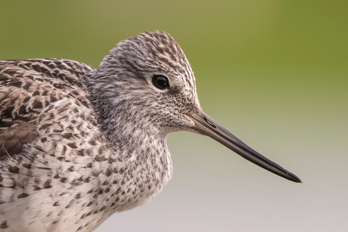 Common Greenshank