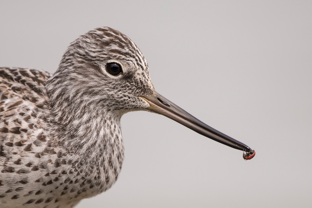 Common Greenshank