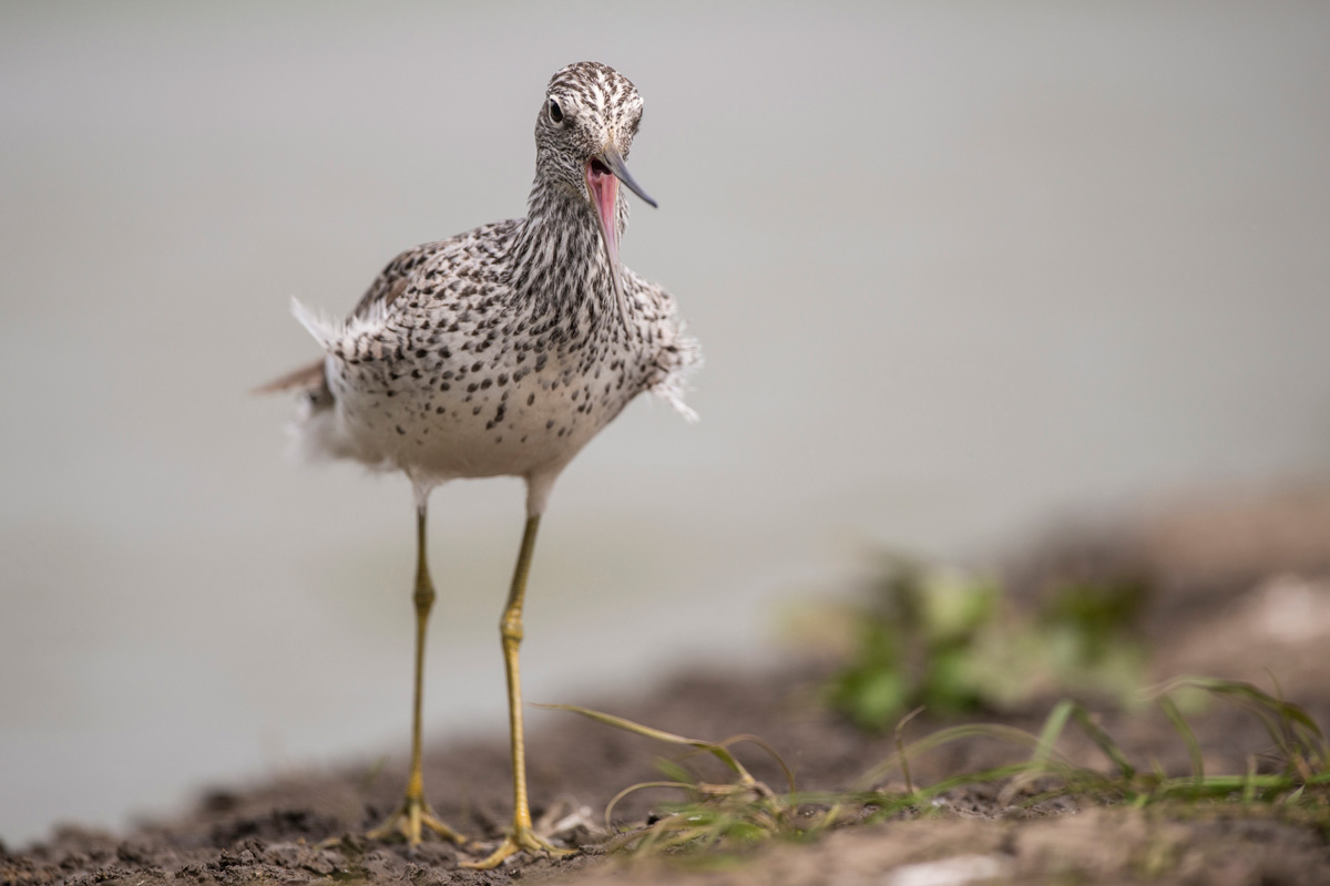 Common Greenshank