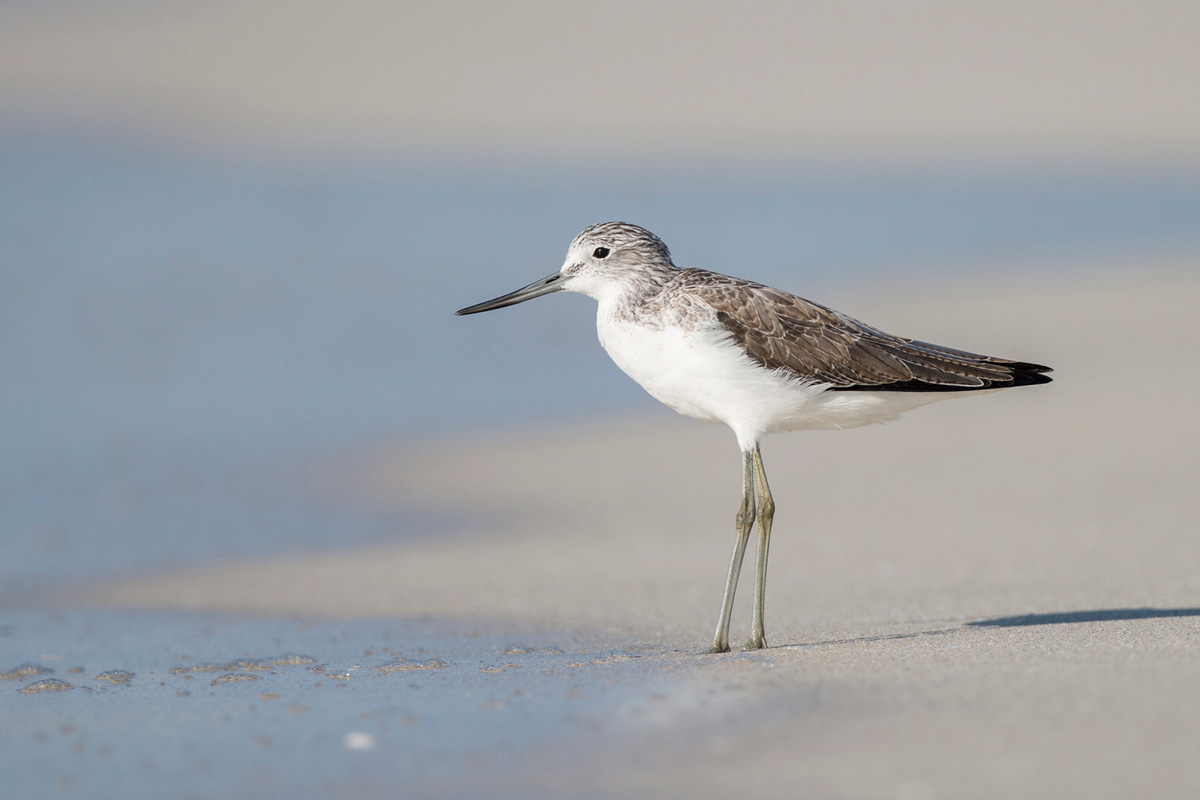 Common Greenshank