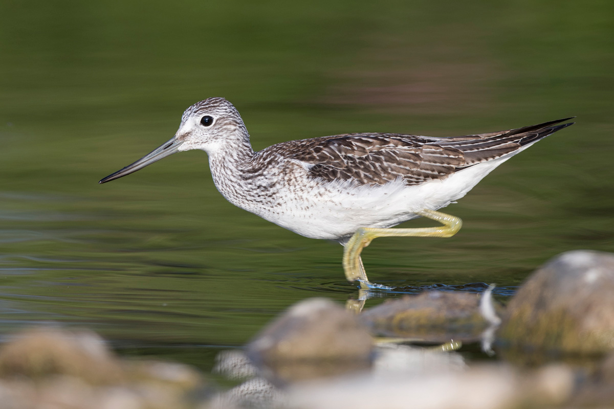 Common Greenshank