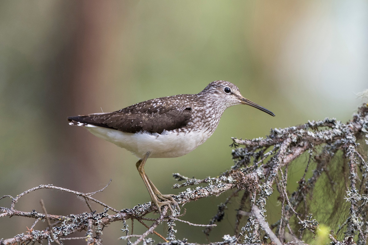 Green Sandpiper Green Sandpiper
