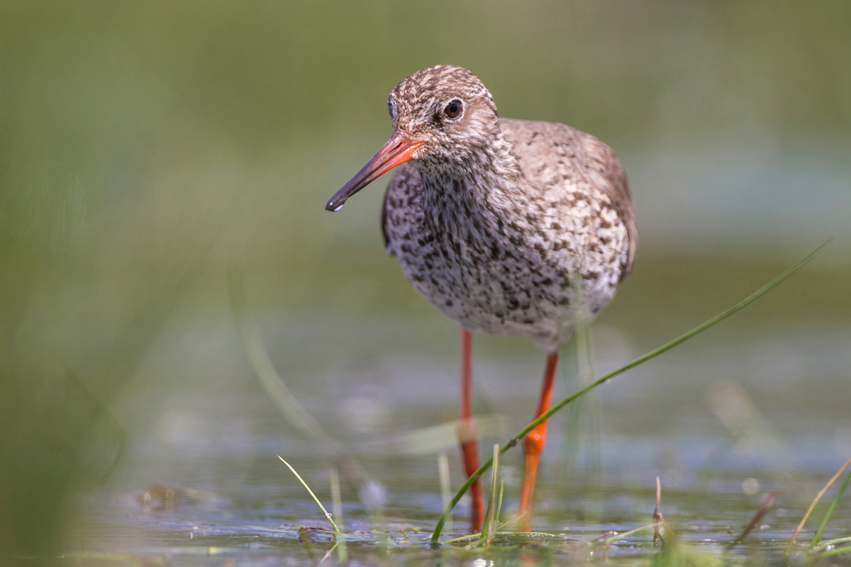 Common Redshank