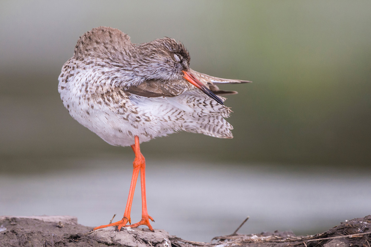 Common Redshank