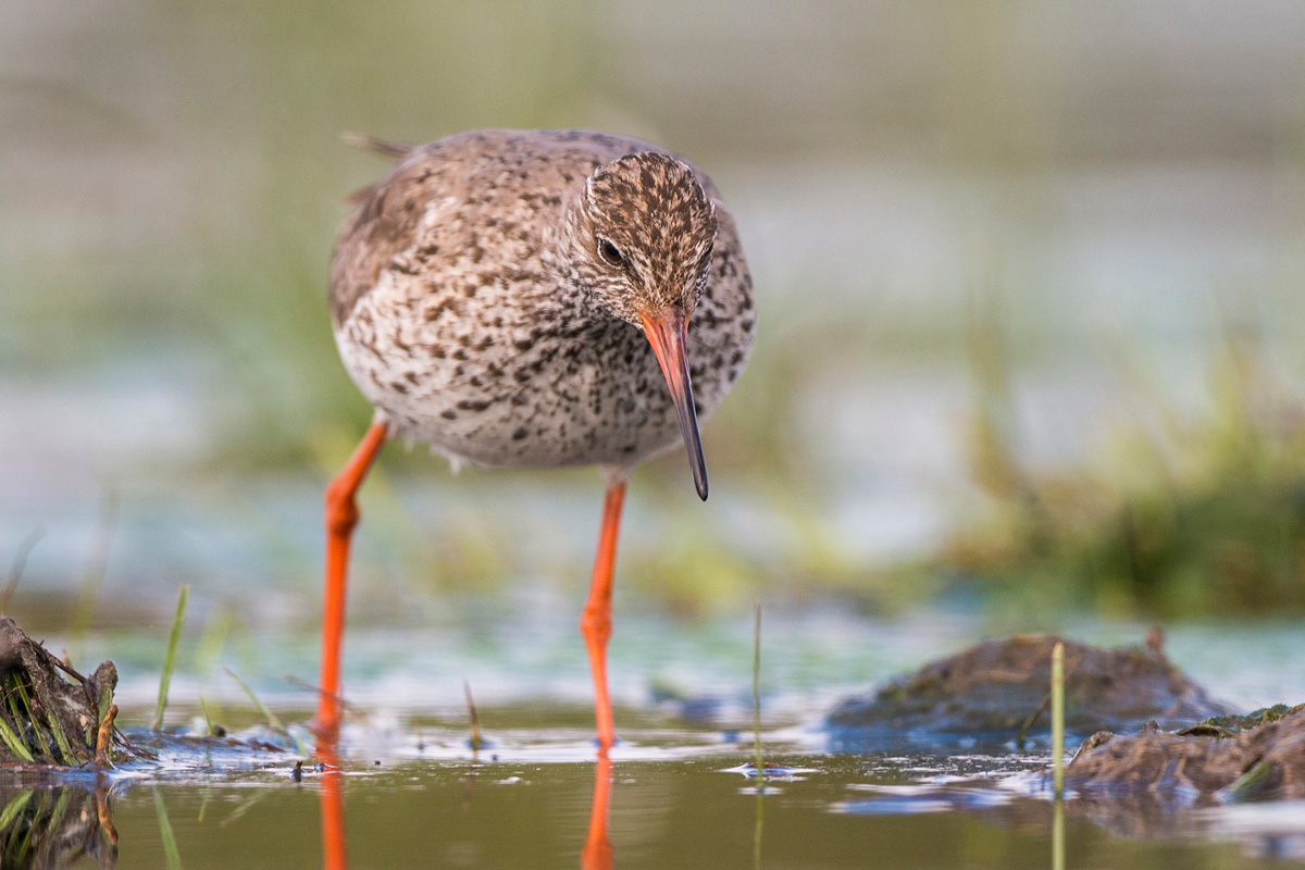Common Redshank