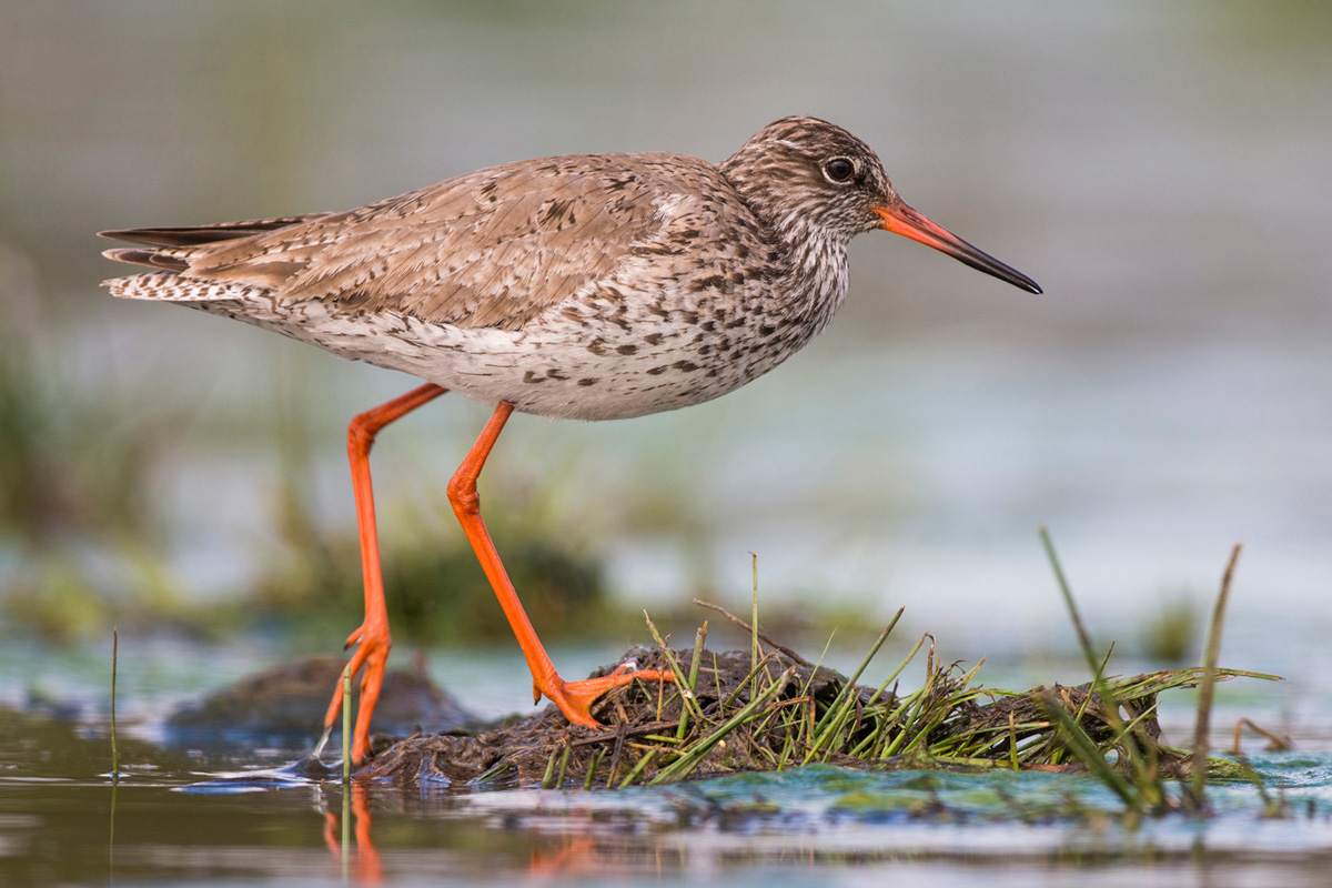 Common Redshank
